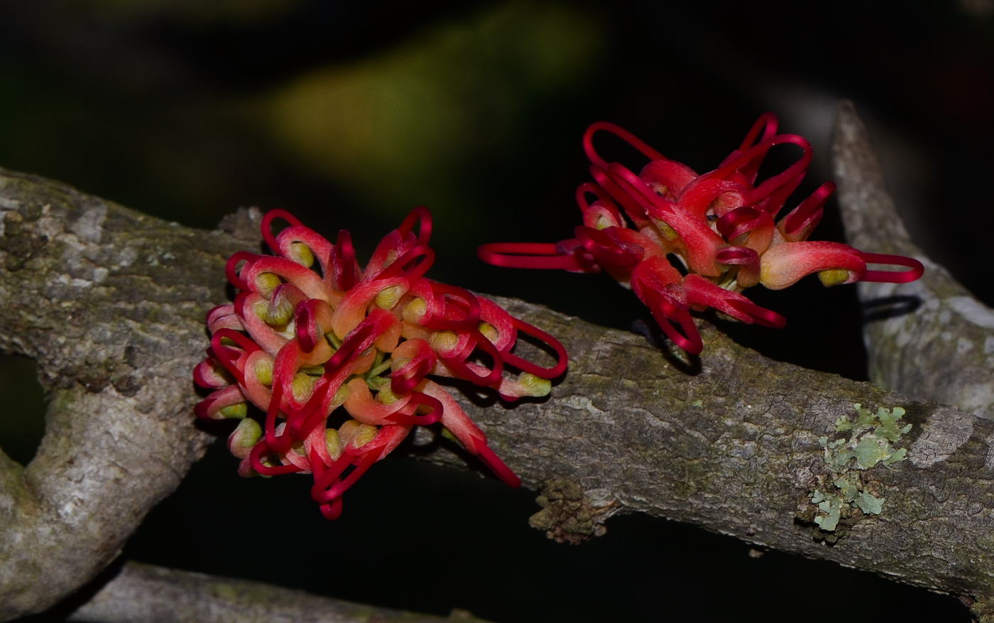 Изображение особи Hakea orthorrhyncha.