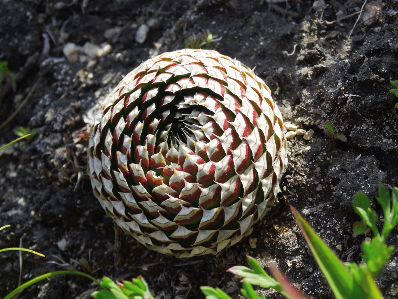 Image of Orostachys spinosa specimen.