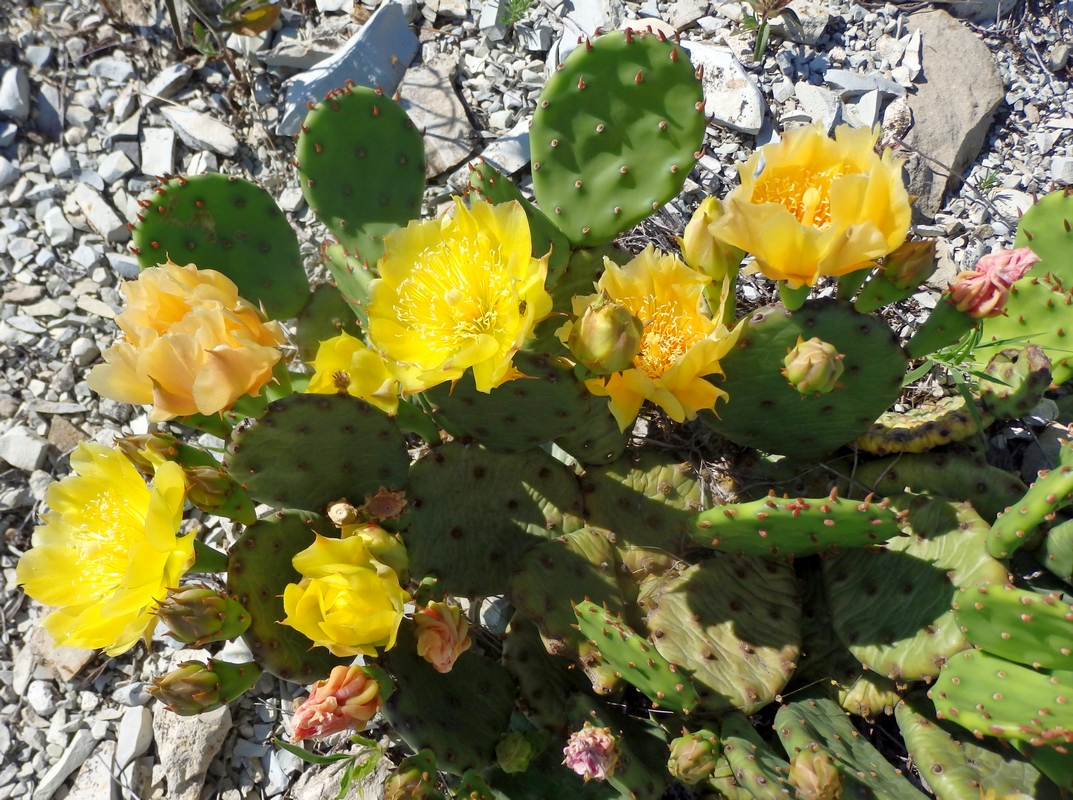 Изображение особи Opuntia humifusa.