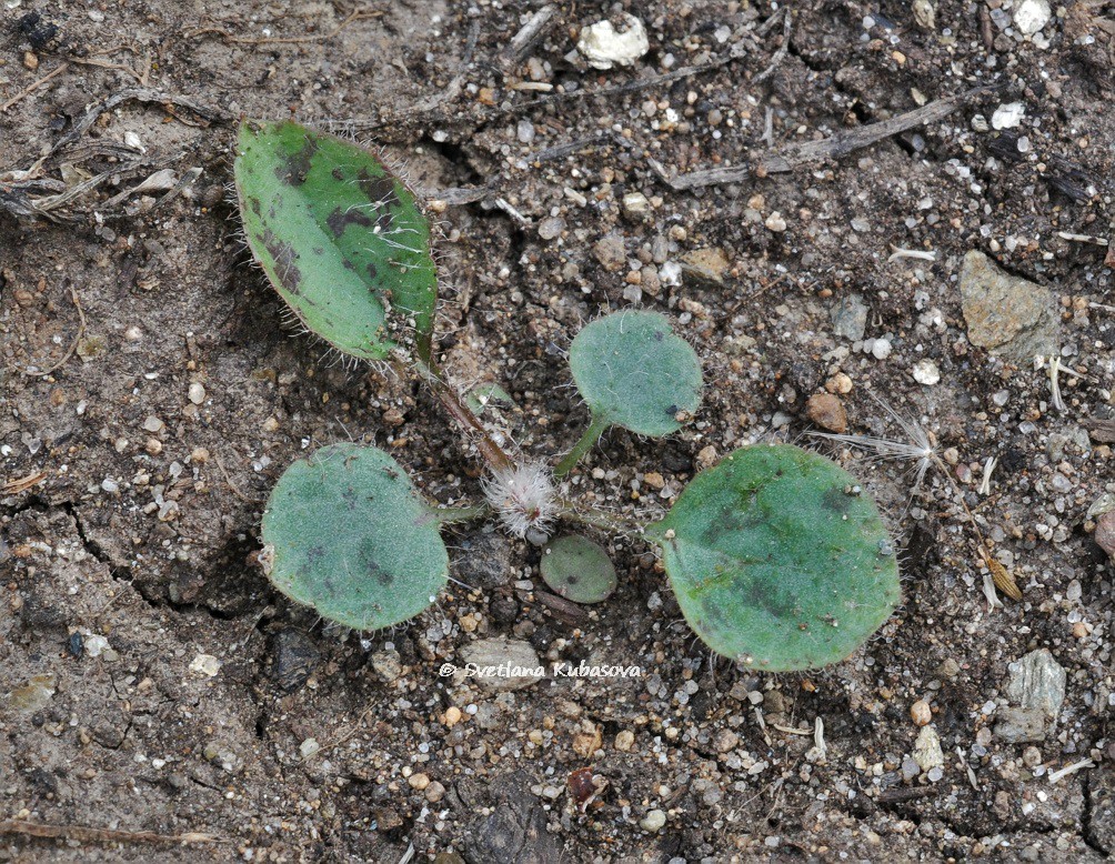 Изображение особи Hieracium maculatum.