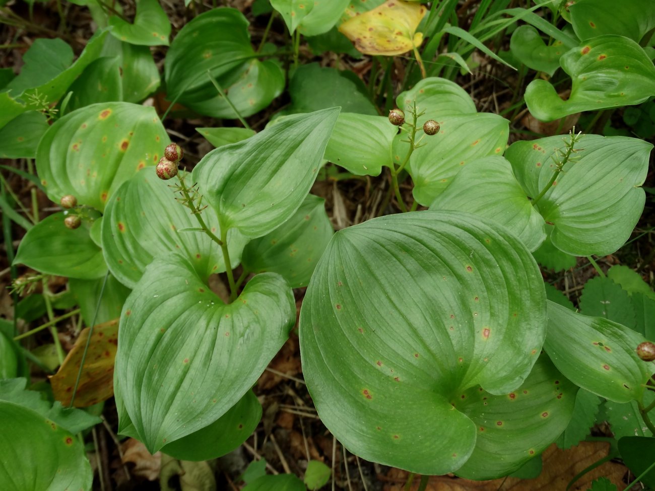 Image of Maianthemum dilatatum specimen.