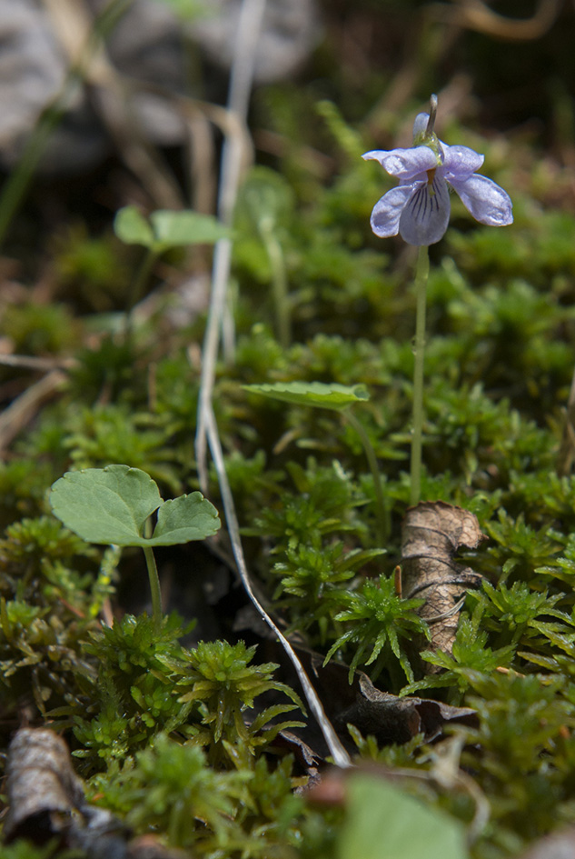 Image of Viola epipsiloides specimen.