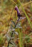 Bartsia alpina