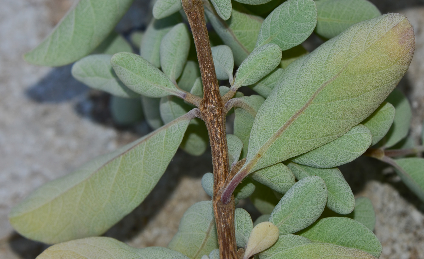 Изображение особи Vitex trifolia ssp. litoralis.