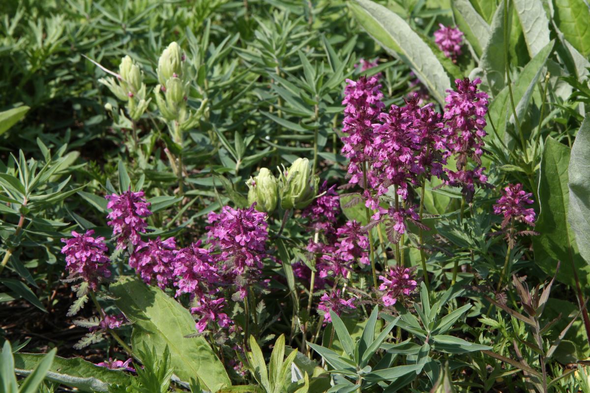 Изображение особи Pedicularis verticillata.