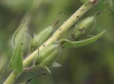 Смотреть изображение Digitalis grandiflora