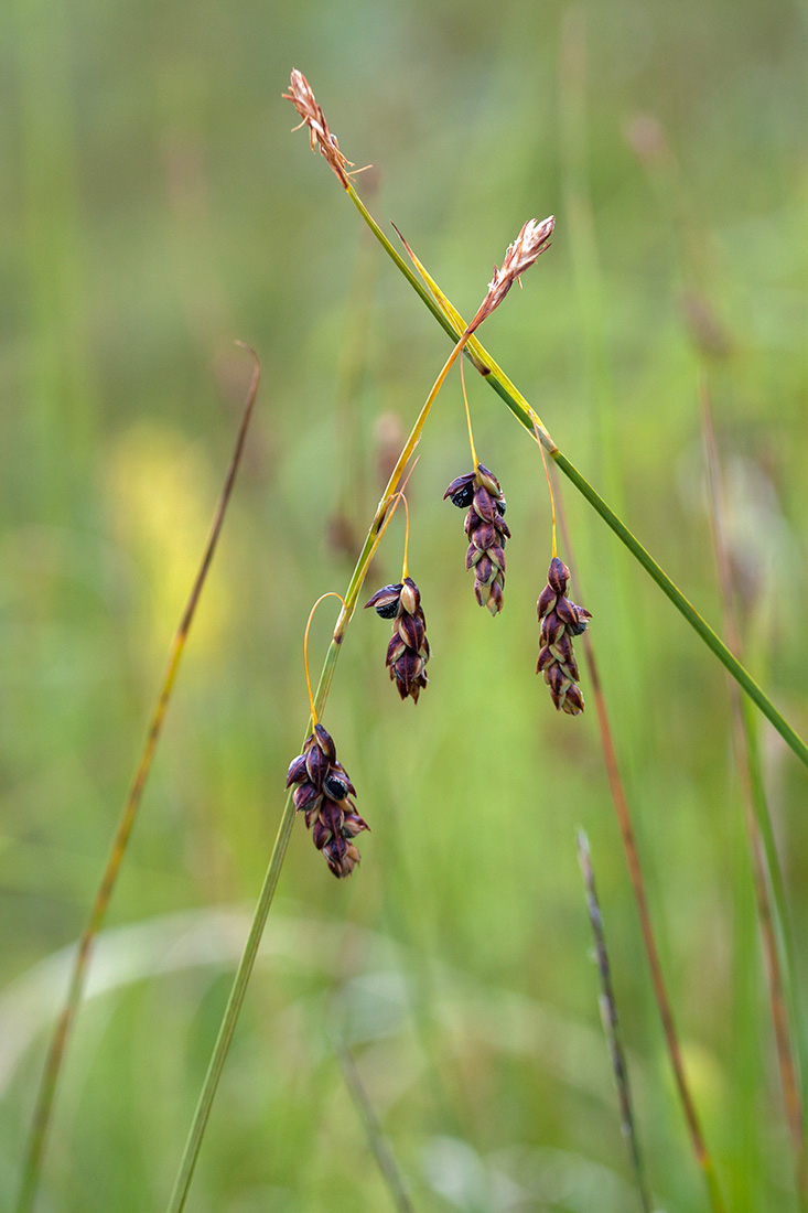 Image of Carex limosa specimen.