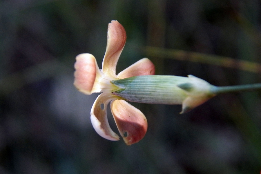 Image of Dianthus marschallii specimen.