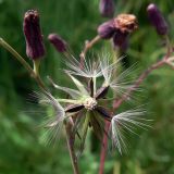 Lactuca sibirica. Семянки. Бурейский р-н, окр. с. Виноградовка, долина р. Асташиха, разнотравный луг. 25.07.2016.