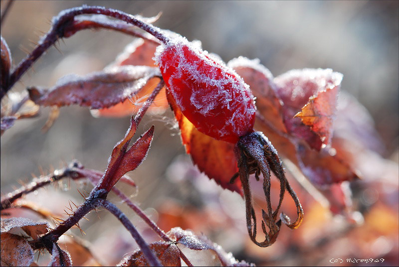 Image of Rosa acicularis specimen.