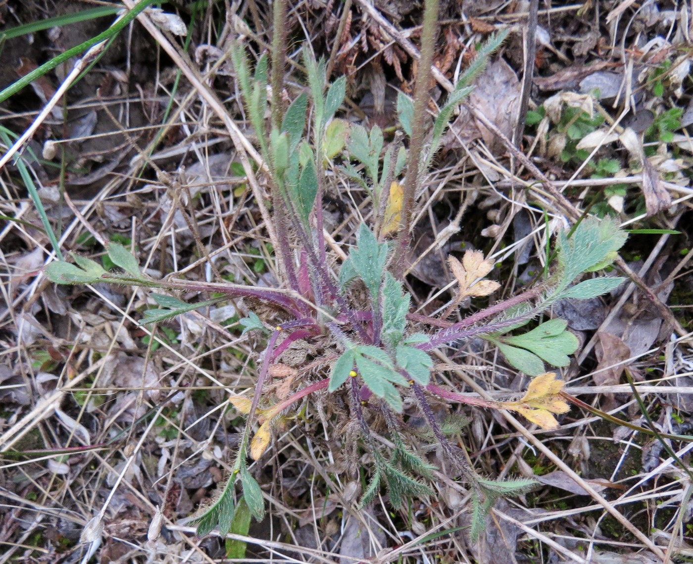 Изображение особи Papaver schamurinii.