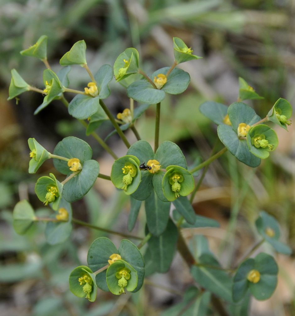 Изображение особи род Euphorbia.