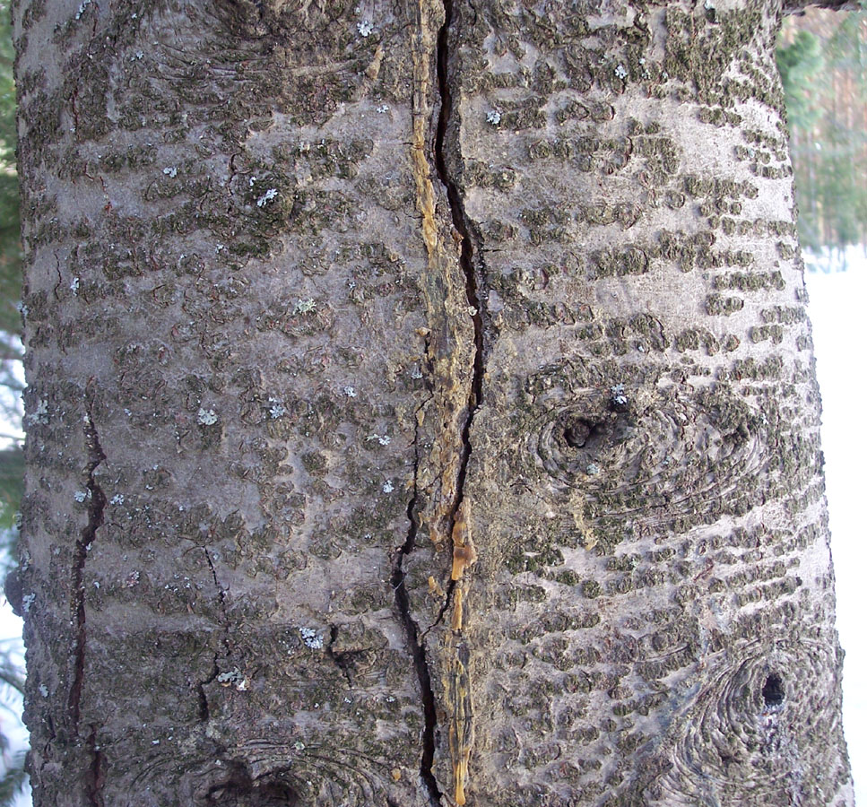 Image of Abies sibirica specimen.