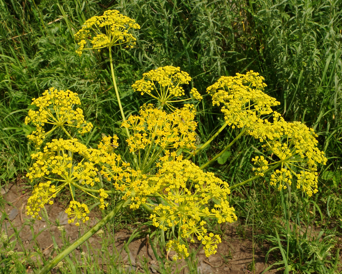 Image of Ferula songarica specimen.