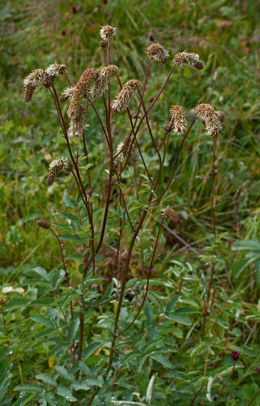 Изображение особи Sanguisorba alpina.