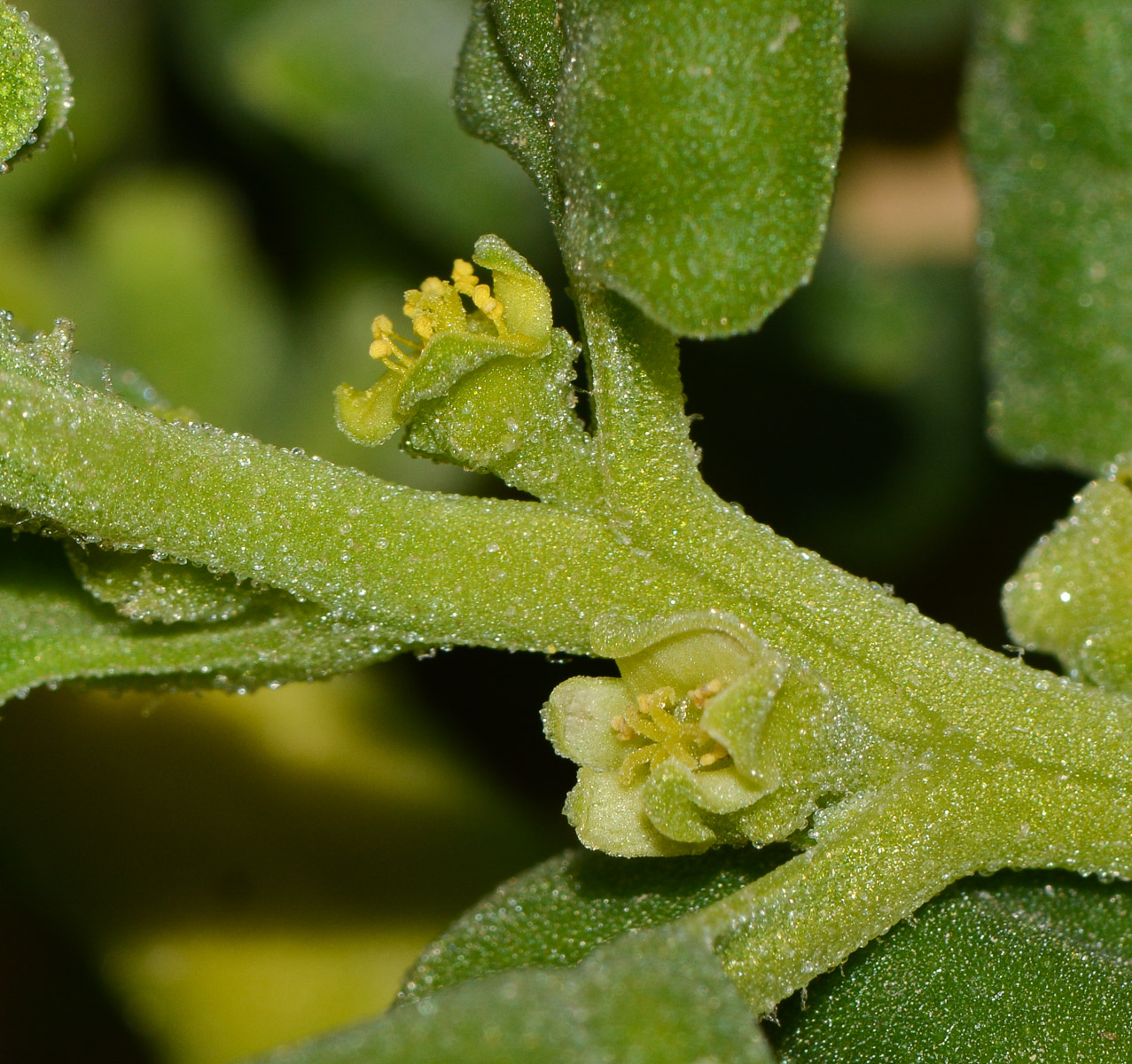 Изображение особи Tetragonia tetragonoides.