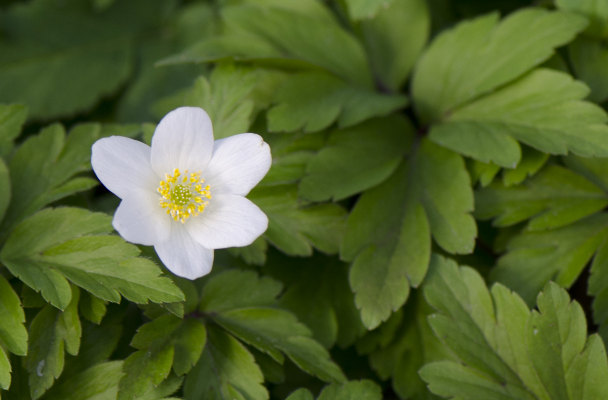 Изображение особи Anemone nemorosa.