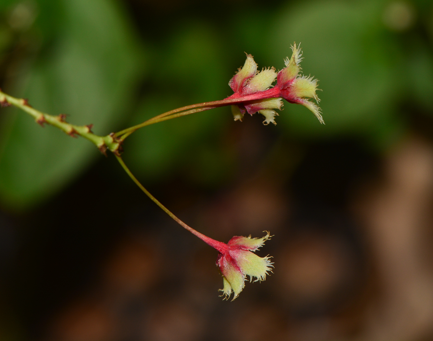 Image of Phyllanthus pulcher specimen.