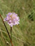 Armeria vulgaris