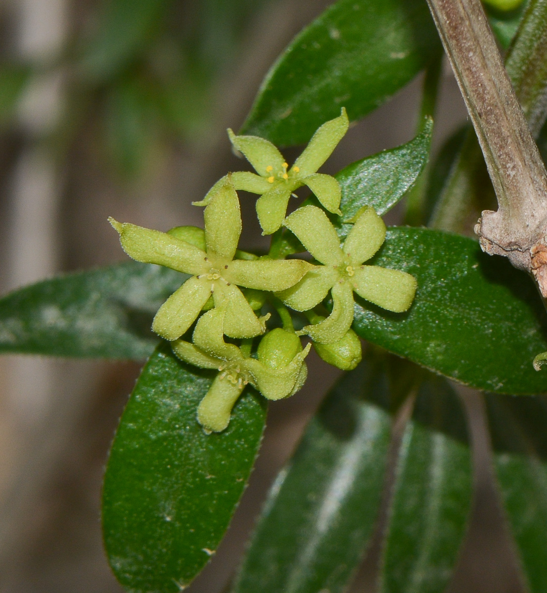 Изображение особи Rubia tenuifolia.