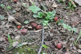View full-size image Malus sylvestris