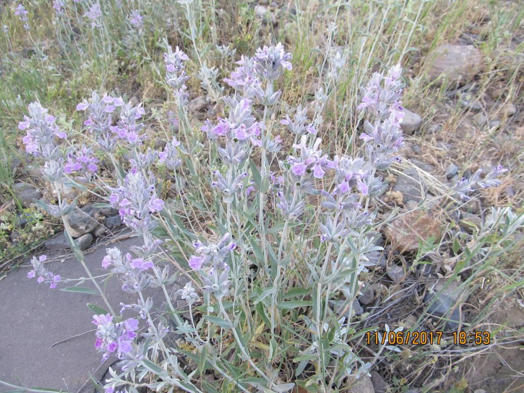 Image of Stachys inflata specimen.