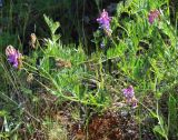 Vicia nervata