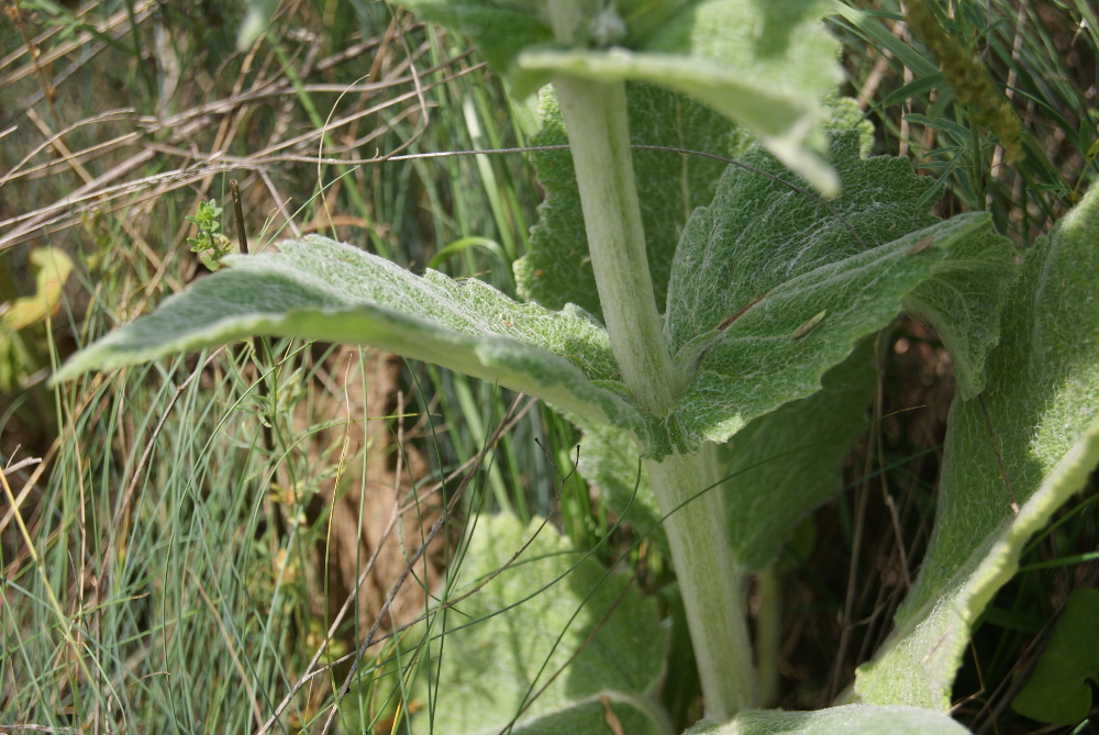 Изображение особи Salvia aethiopis.