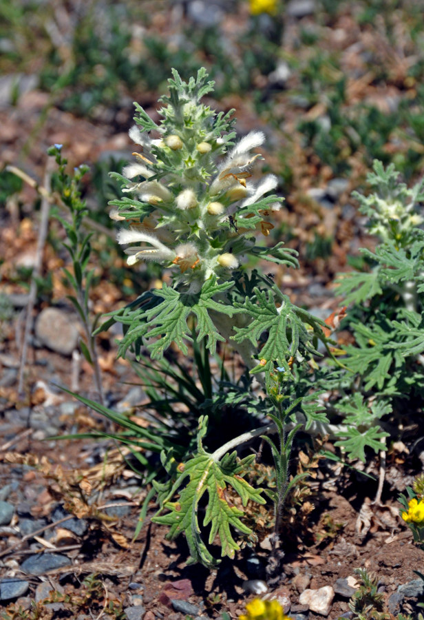 Image of Panzerina lanata specimen.