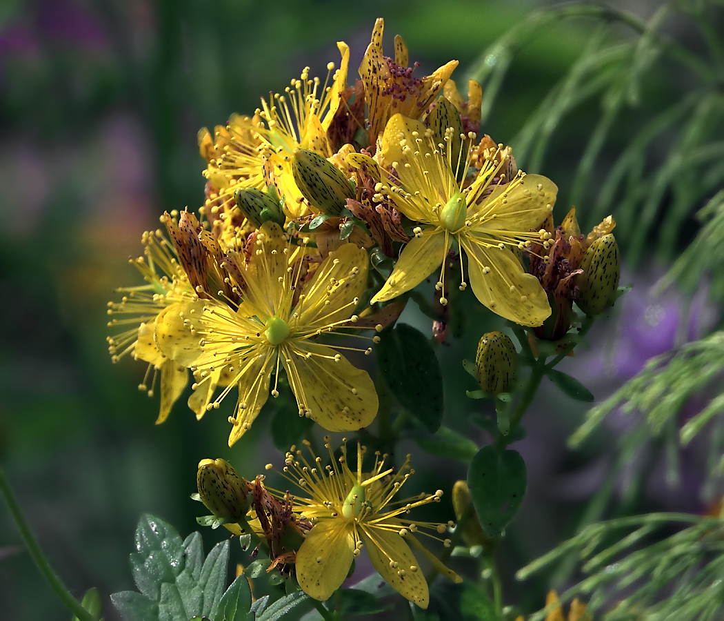 Изображение особи Hypericum maculatum.