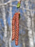 Betula pendula. Мужские серёжки. Республика Татарстан, г. Бавлы. 25.04.2010.