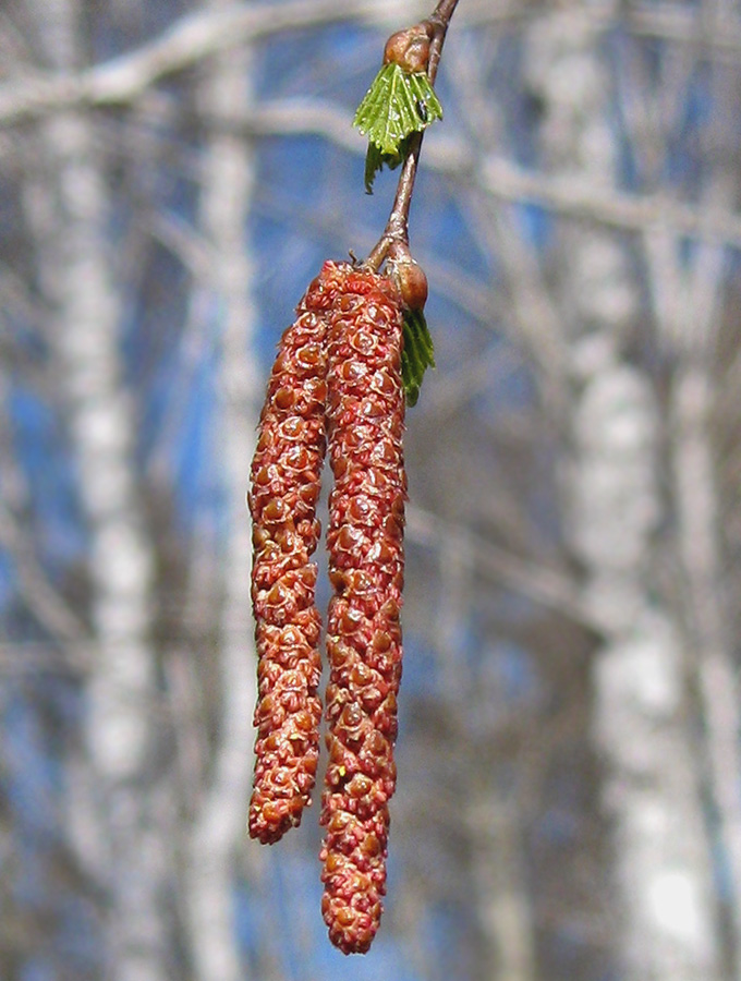 Изображение особи Betula pendula.