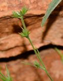 Minuartia decipiens