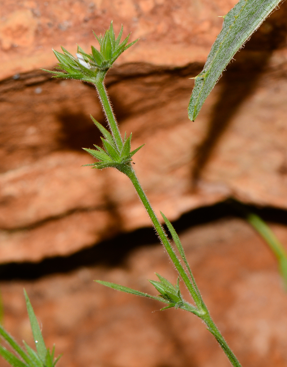 Image of Minuartia decipiens specimen.