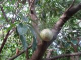 Annona montana