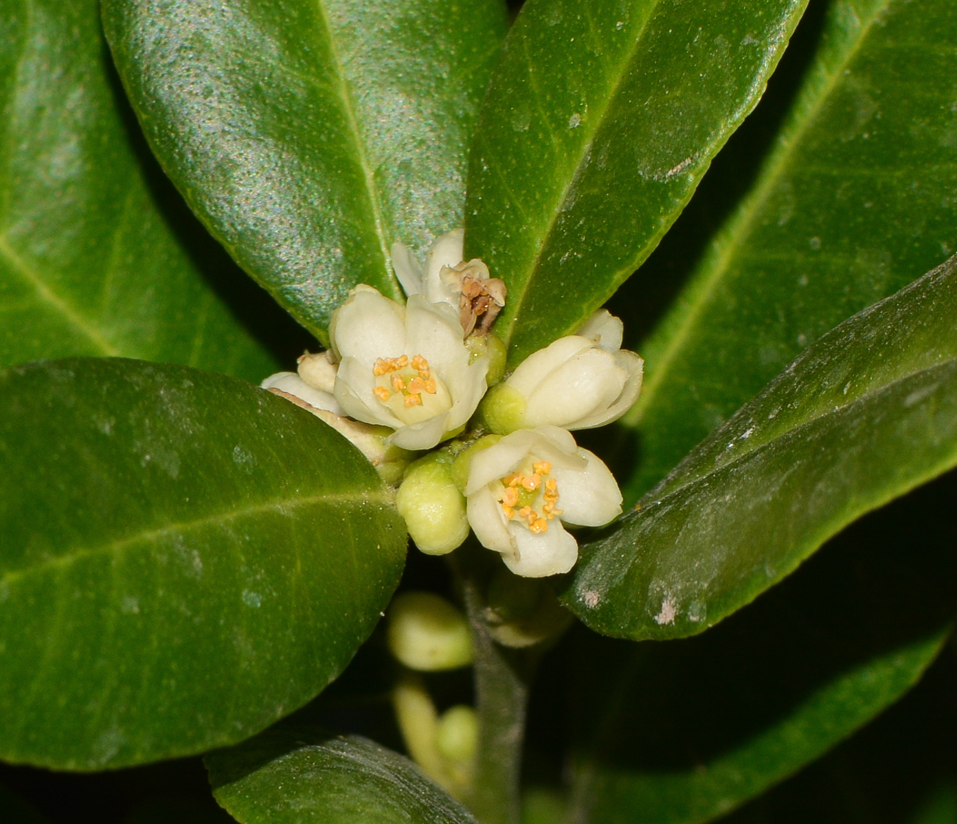 Image of Atalantia buxifolia specimen.