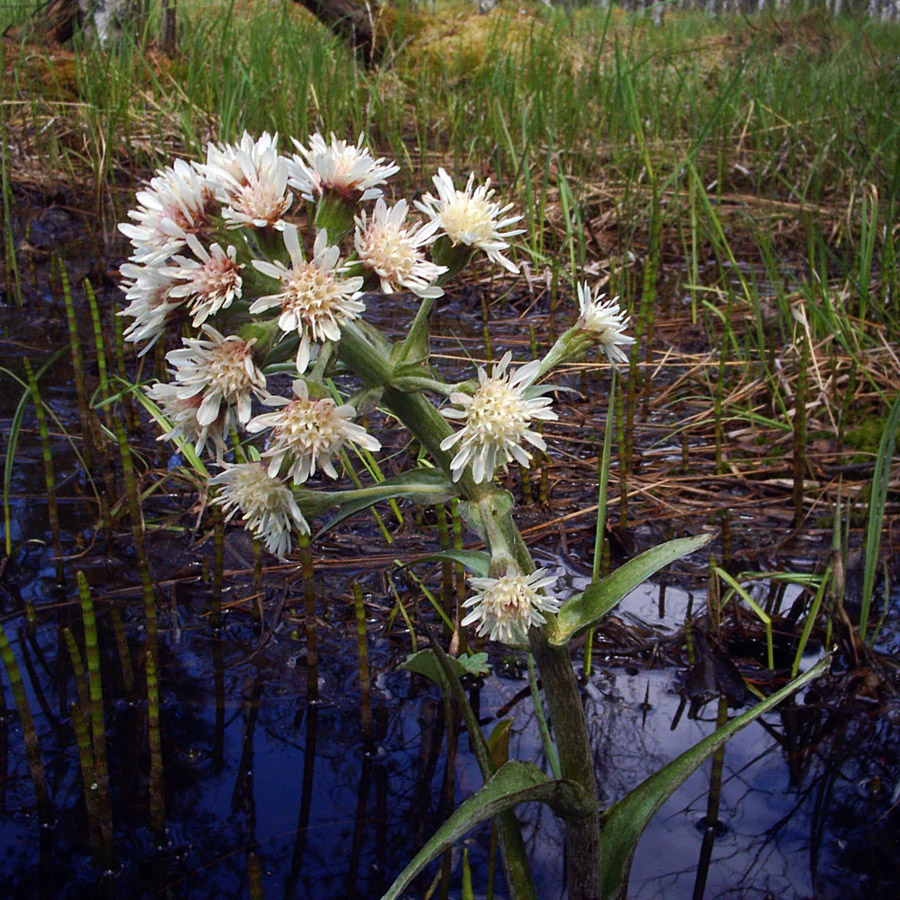 Image of Petasites frigidus specimen.