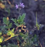 Erodium cicutarium