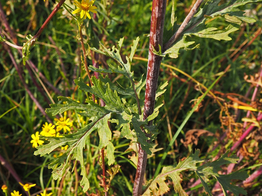 Image of Senecio erucifolius specimen.