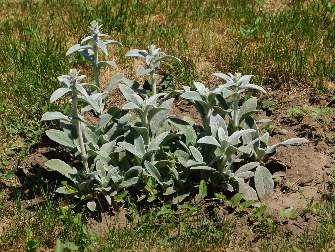 Image of Stachys byzantina specimen.