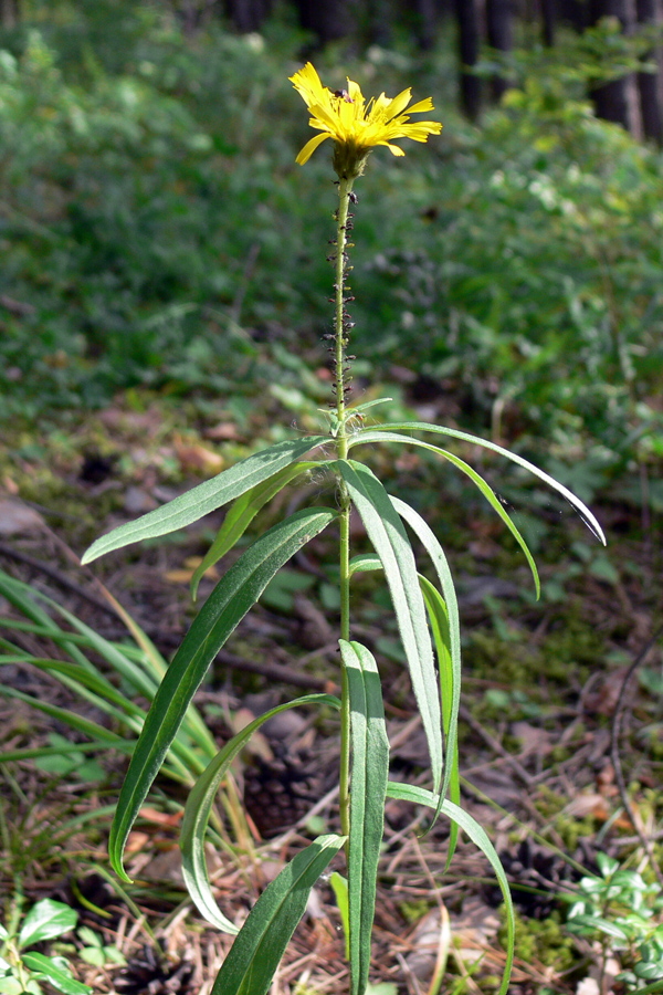 Изображение особи Hieracium umbellatum.