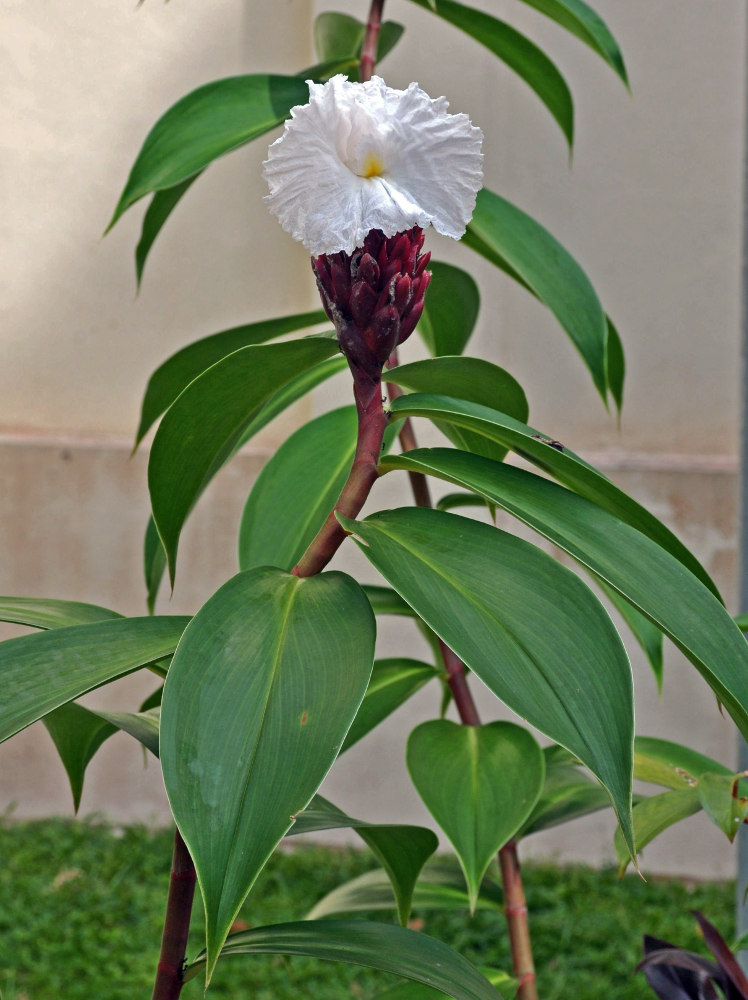 Изображение особи Hellenia speciosa.