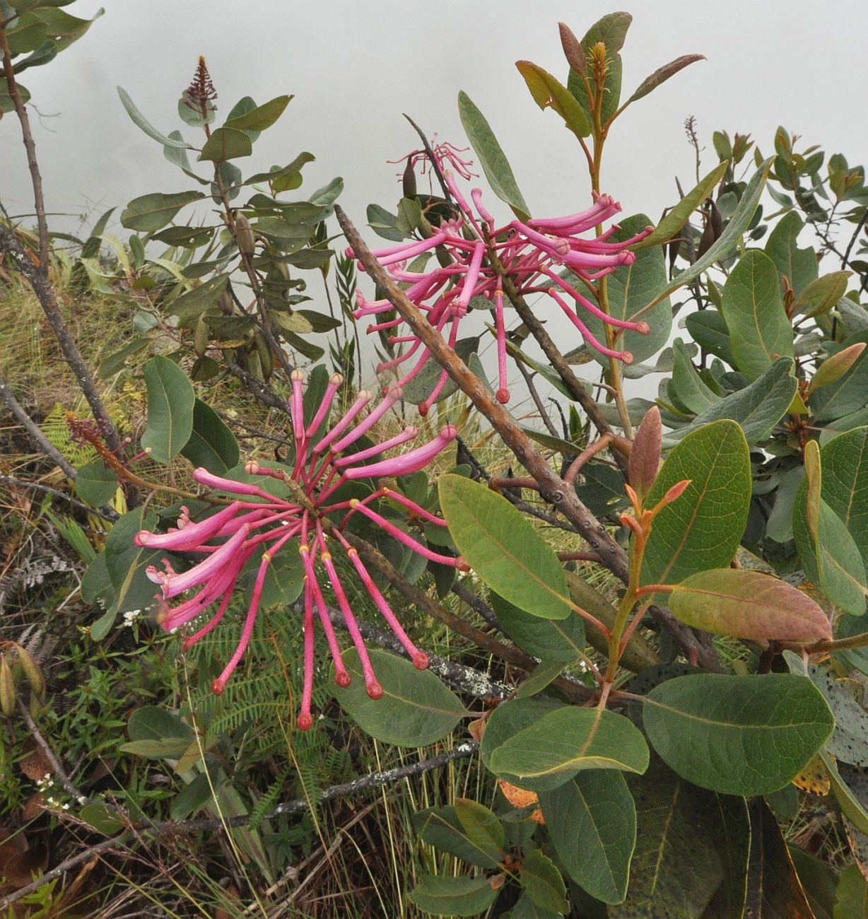 Изображение особи Oreocallis grandiflora.