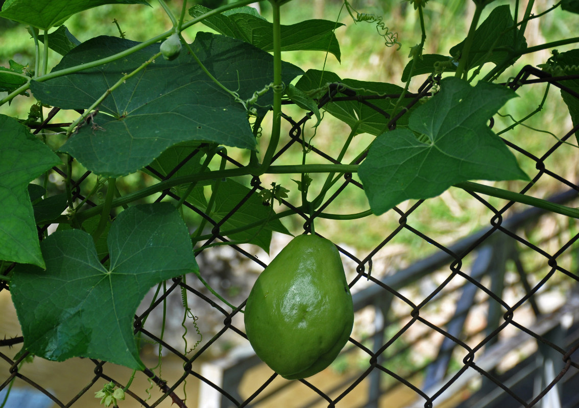 Image of Sechium edule specimen.