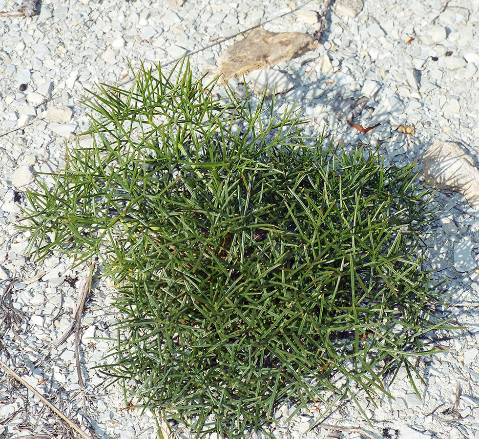 Image of Peucedanum tauricum specimen.