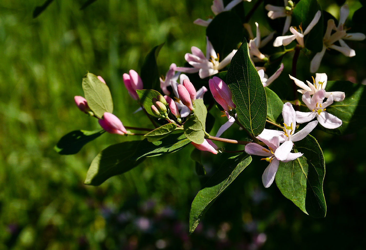 Image of Lonicera tatarica specimen.