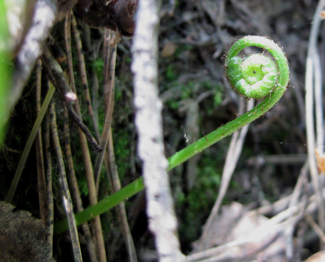 Image of Polypodium vulgare specimen.