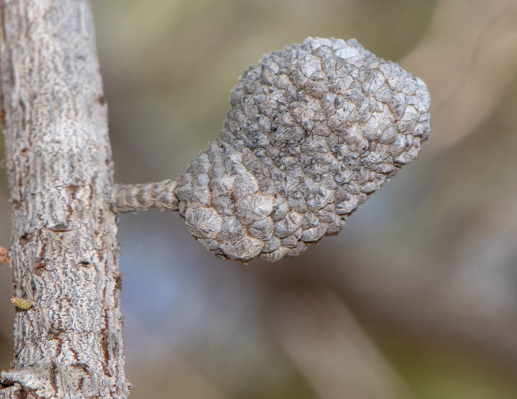 Image of Allocasuarina inophloia specimen.