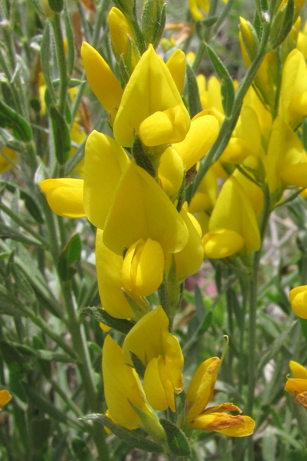 Image of Genista taurica specimen.