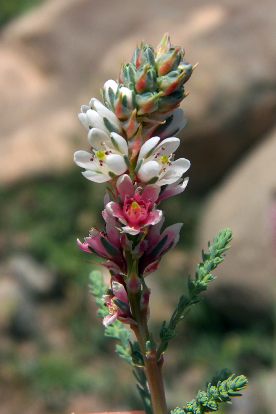 Image of Myricaria bracteata specimen.